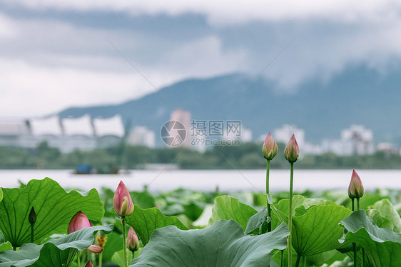 夏天南京玄武湖的荷花与紫金山的云海图片