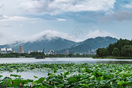 夏季池塘夏天南京玄武湖的荷花与紫金山的云海背景