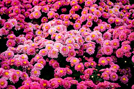 菊花种植基地菊花园里花团锦簇背景