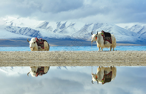 茶卡盐湖牦牛图片图片