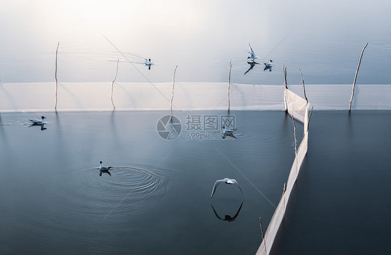 鸭绿江畔海鸥风光图片图片