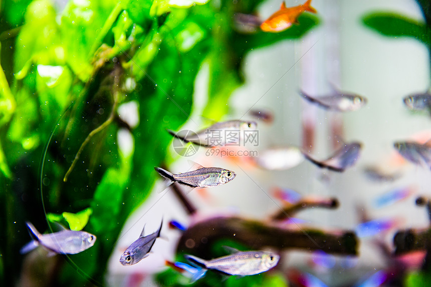 ‘~家养热带鱼缸红绿灯鱼  ~’ 的图片