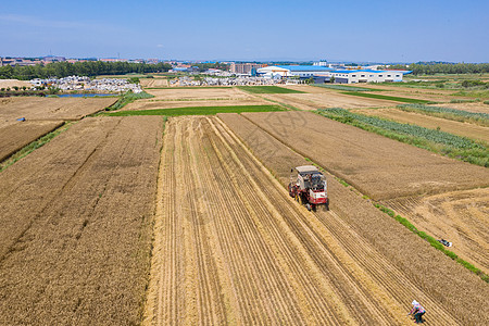北方农村夏季麦收风光背景