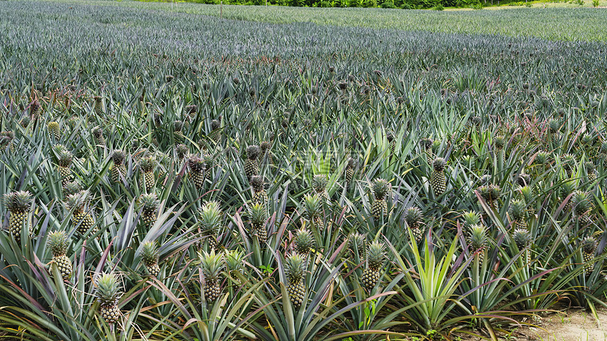 泰国大片整片菠萝凤梨田地图片