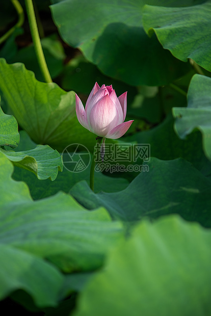 夏天植物园的荷花特写图片