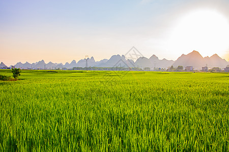 山绿夏季绿油油的稻谷背景