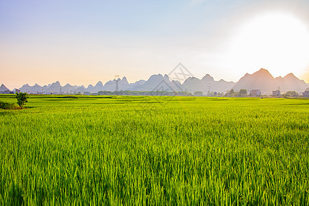 夏季绿油油的稻谷背景图片