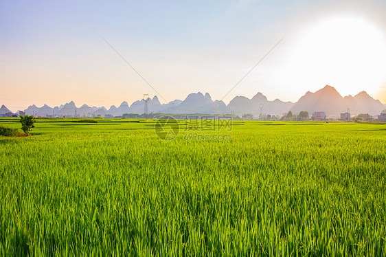 夏季绿油油的稻谷图片