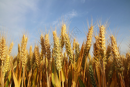 麦蓝夏季蓝天下的小麦田背景