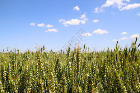 夏季蓝天下的小麦田图片