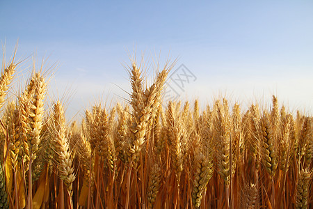 大麦苗夏季蓝天下的小麦田背景