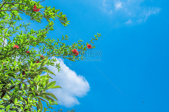 夏日晴天石榴花图片