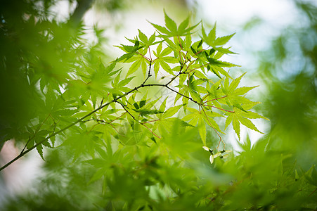 夏天的枫叶林图片