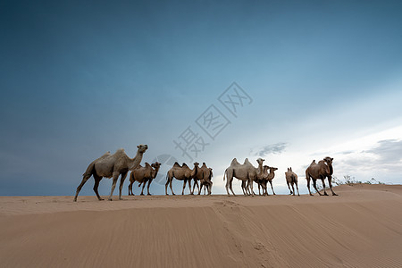 沙漠商人骆驼队敦煌鸣沙山沙漠背景