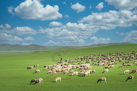 草原羊群呼伦贝尔大草原背景