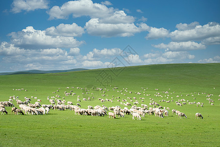 牧场羊群呼伦贝尔大草原背景