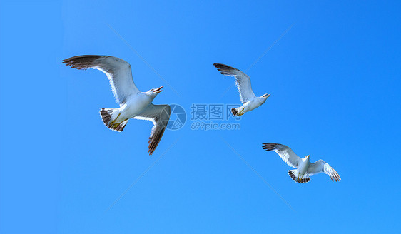 大海中飞翔的海鸥图片