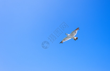 大海中飞翔的海鸥背景图片