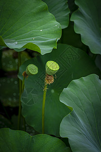 白露荷塘夏荷莲蓬背景