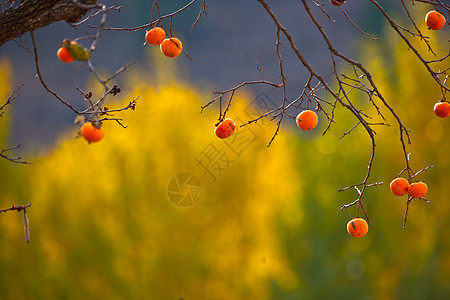 秋日成熟的柿子树背景