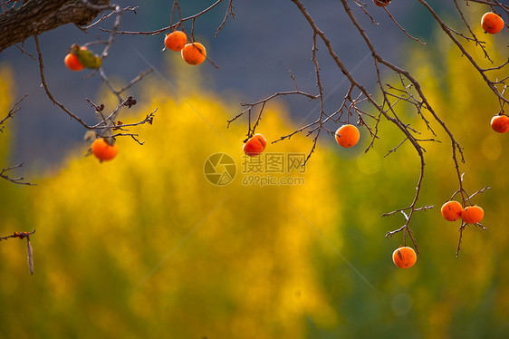 秋日成熟的柿子树图片