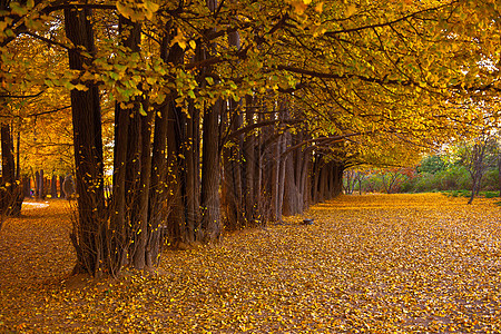 秋日银杏树林里的暖阳图片