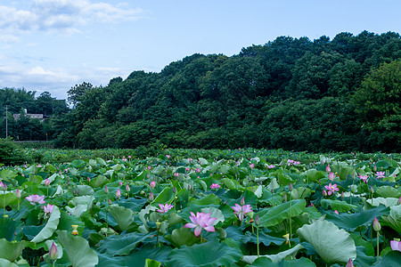 莲叶大片荷花田背景