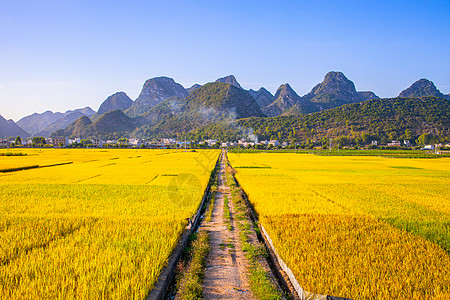 路边小店路边成熟的稻谷背景