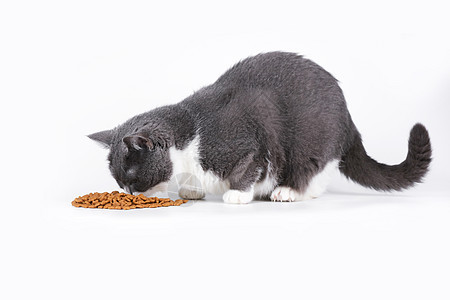 蓝白英短吃猫粮图片