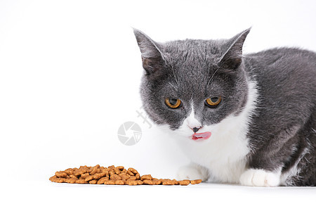 蓝白英短吃猫粮背景图片