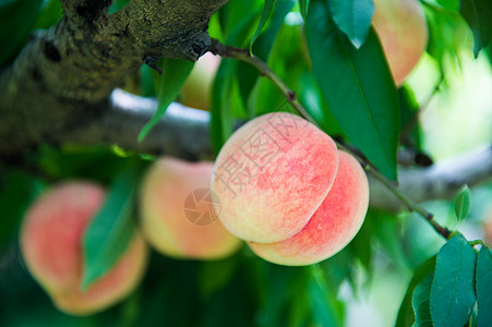 阳山水蜜桃有机果园高清图片