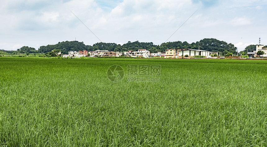 绿色的稻田图片