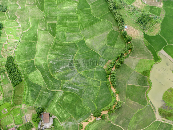 俯拍夏日绿色水稻种植地图片