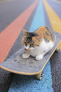 宠物猫咪滑滑板图片