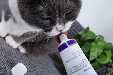 猫咪化毛膏猫罐头假毛膏高清图片