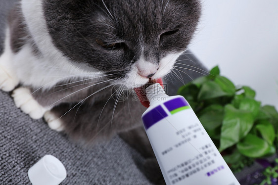 猫咪化毛膏图片