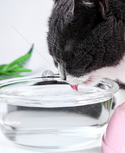 宠物英短猫咪喝水电商素材图片