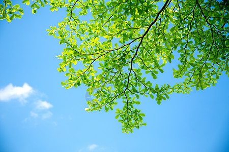 夏日棕榈叶树叶清新绿叶盛夏背景