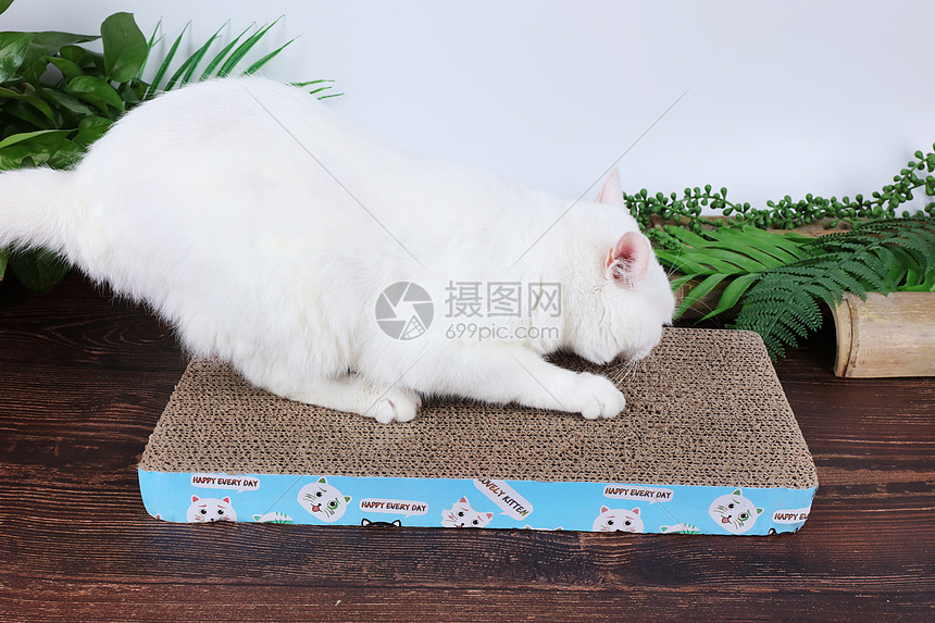 宠物用品猫抓板电商专用图片