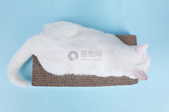 宠物用品猫抓板电商专用图片