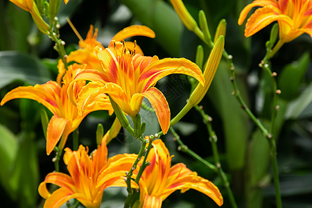 夏日黄花菜背景