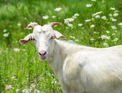 夏日食草羊图片