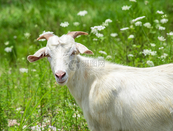 夏日食草羊图片