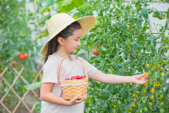 夏天小女孩户外采摘圣女果图片