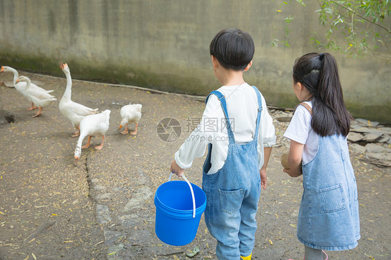 小朋友们农场喂鹅图片