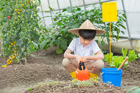 小男孩在农场给种植蔬菜浇水图片