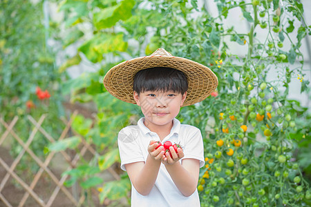 戴帽子小男孩手捧一篮小西红柿图片