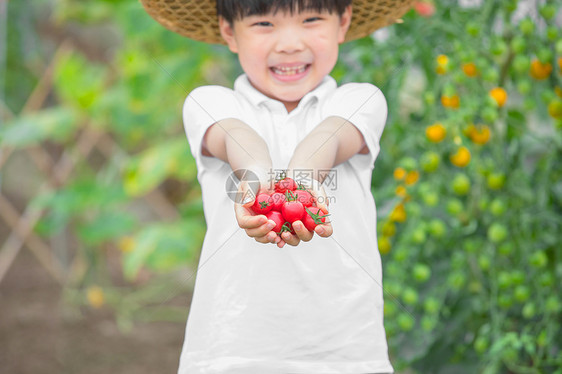 戴帽子小男孩手捧西红柿图片