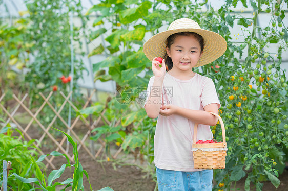 戴帽子小女孩摘小西红柿图片