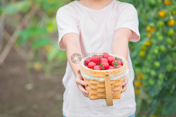 戴帽子小女孩手捧一篮小西红柿特写图片